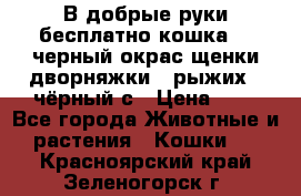 В добрые руки бесплатно,кошка,2.5черный окрас,щенки дворняжки,3 рыжих 1 чёрный,с › Цена ­ - - Все города Животные и растения » Кошки   . Красноярский край,Зеленогорск г.